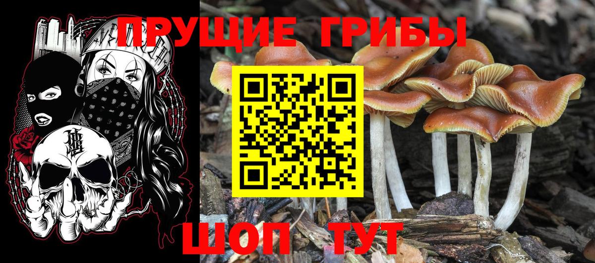Псилоцибиновые грибы GOLDEN TEACHER Ессентуки