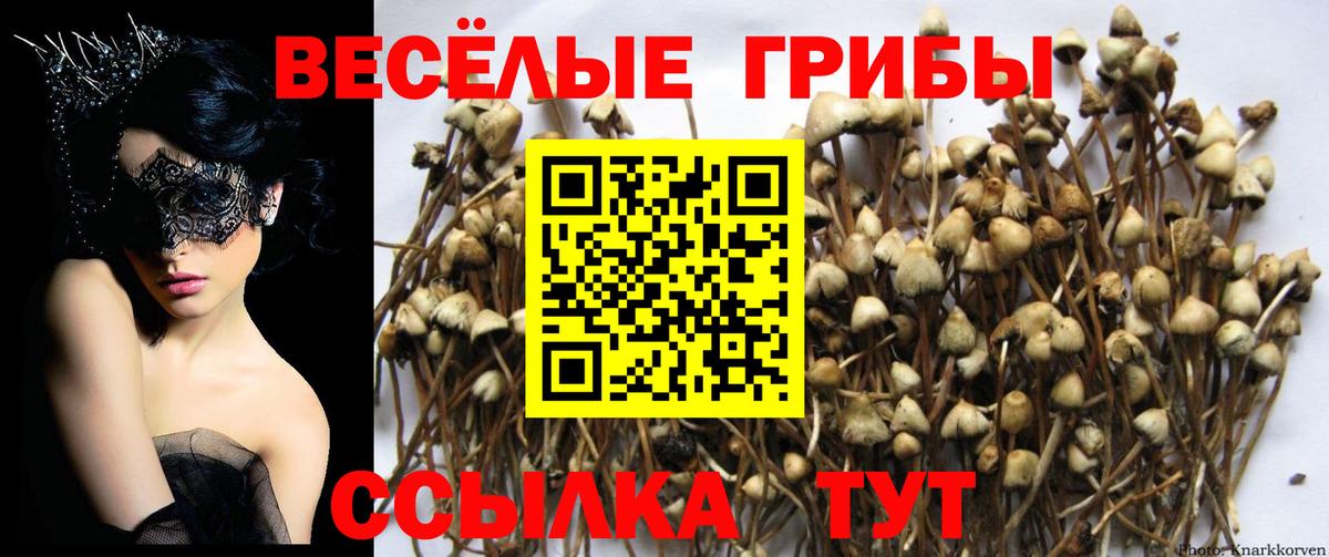 Галлюциногенные грибы MAGIC MUSHROOMS  Вход с VPN  Ессентуки 